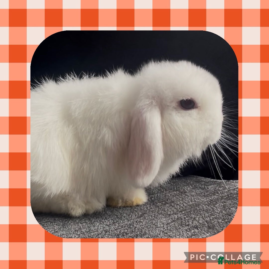 Mini Lop rabbits for sale: PEDIGREE MINI LOP BABIES READY NOW  - Advert 3