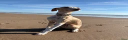Italian Greyhound dogs for sale: Cream /fawn Italian greyhound boy - Advert 9