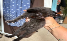 Mixed Breed cats for sale: Beautiful little of kittens  - Image 9