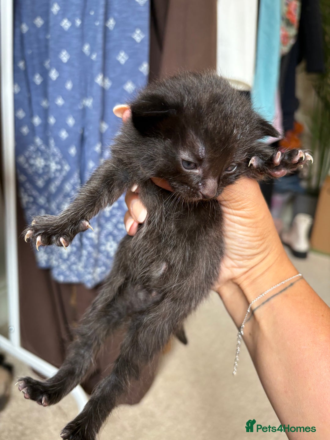 Mixed Breed cats for sale: Beautiful little of kittens  - Image 9