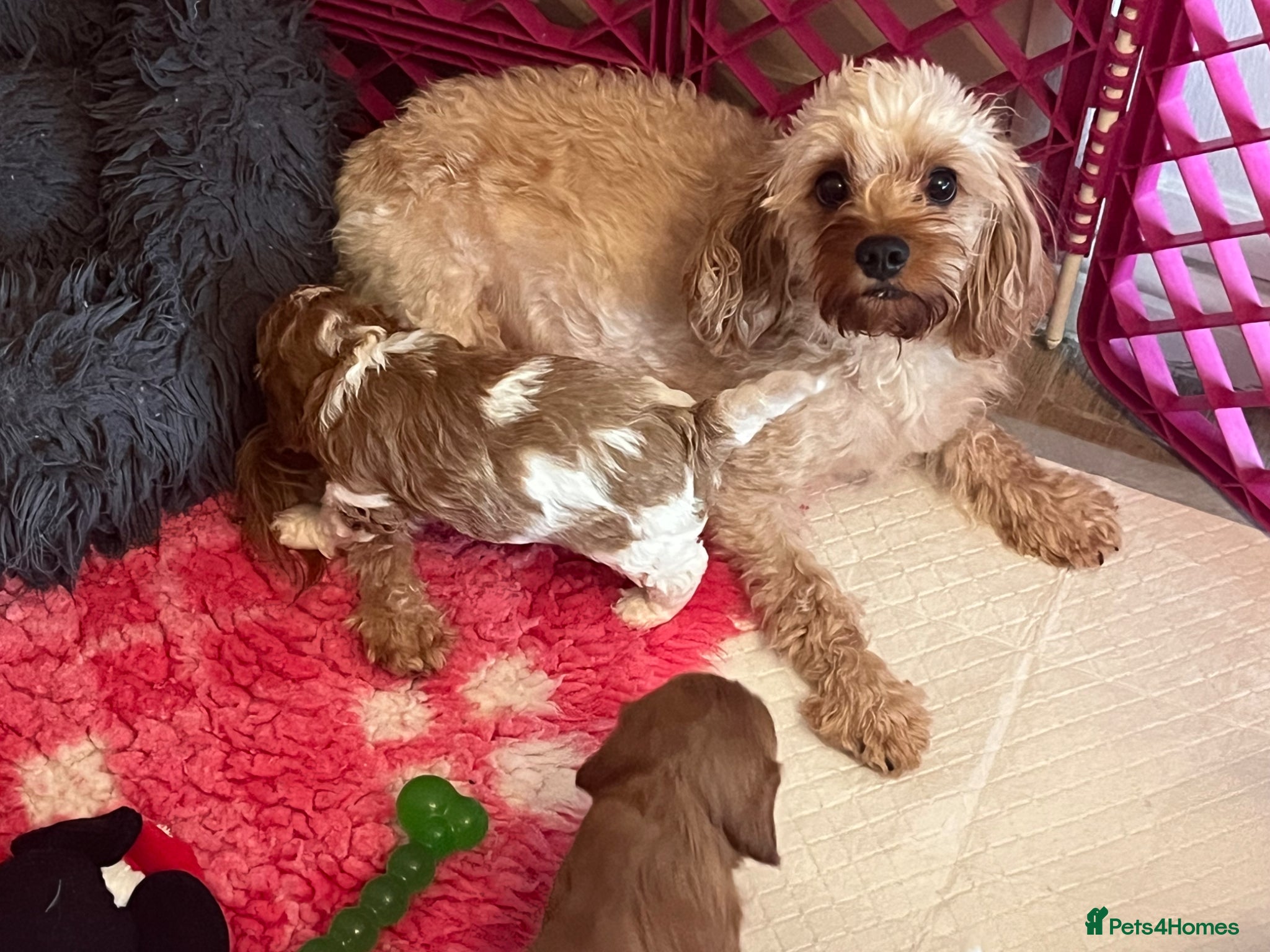 Cavapoo dogs Gorgeous Cavapoo puppies  - Advert 3