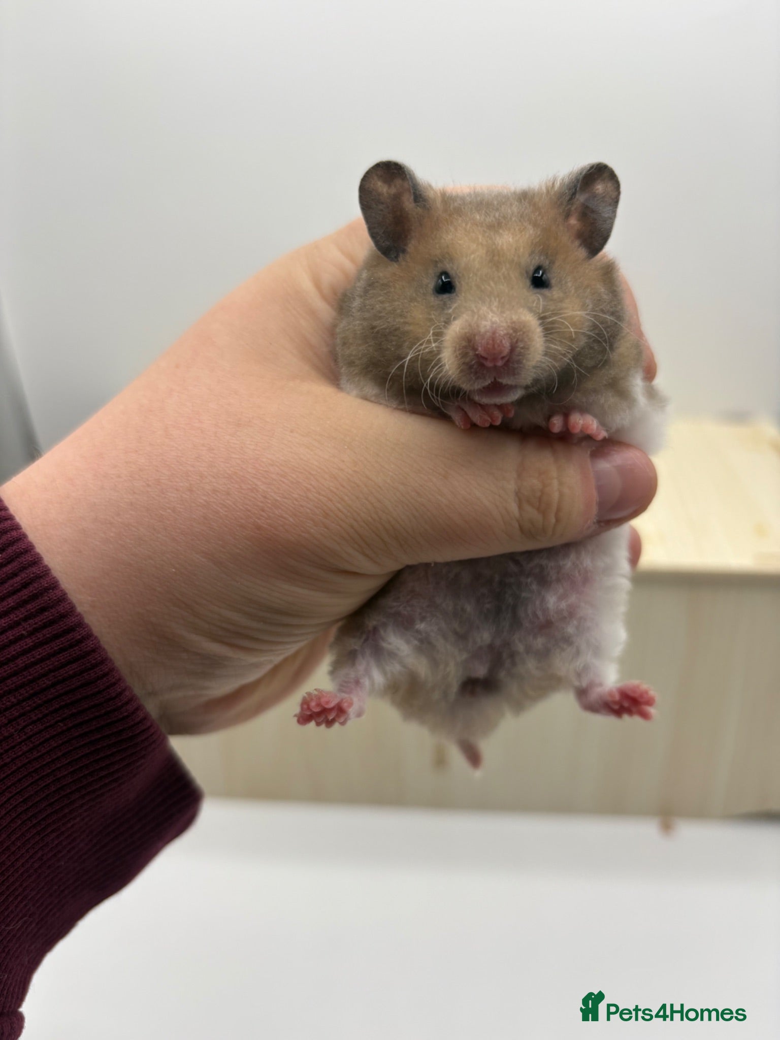 Hamster rodents Pedigree Syrian hamster pups  - Advert 2