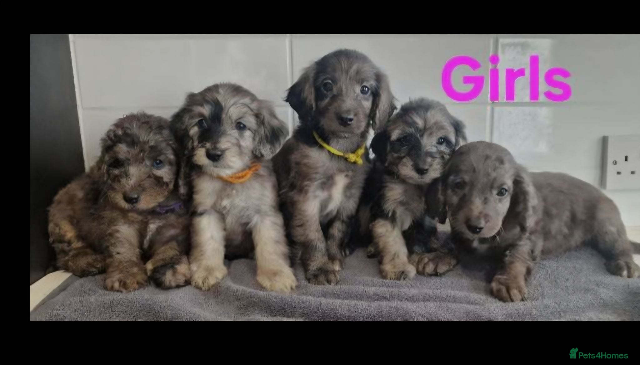 Cockapoo dogs Cockapoo puppies for sale - Advert 2