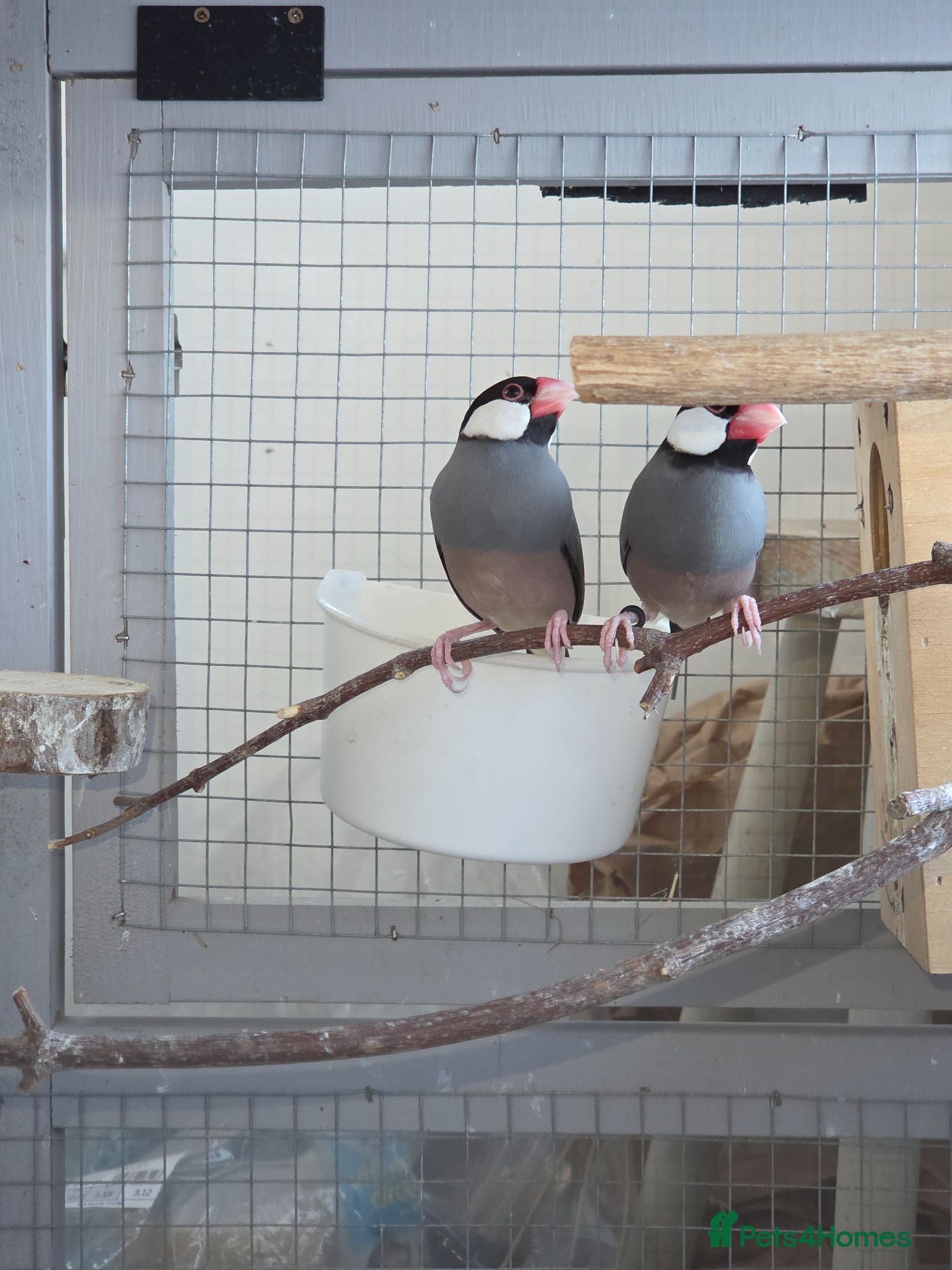 Finches birds Proven pair java finch - Advert 9