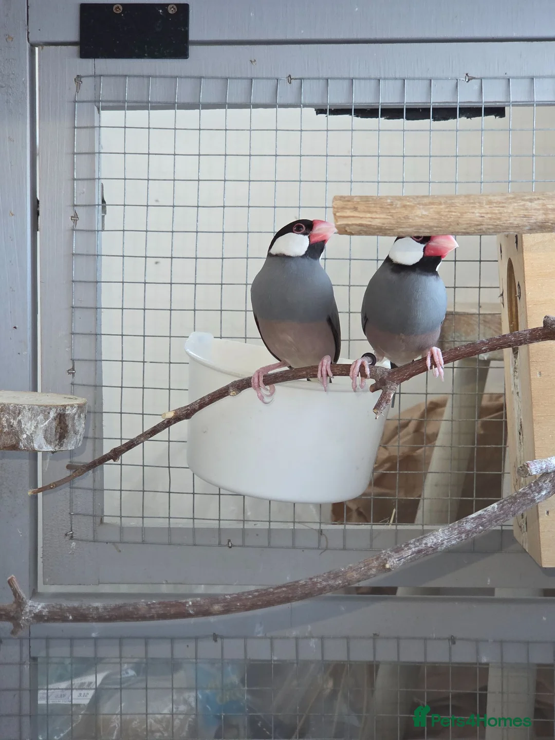 Finches birds for sale: Proven pair java finch - Advert 1