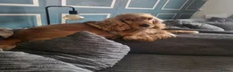Cocker Spaniel dogs for sale: Cocker spanile pups coming soon in Rotherham - Advert 3