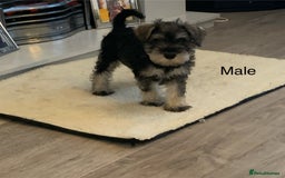 Miniature Schnauzer dogs for sale: KC Mini Schnauzer/Vaccinated Ready for walks - Image 1