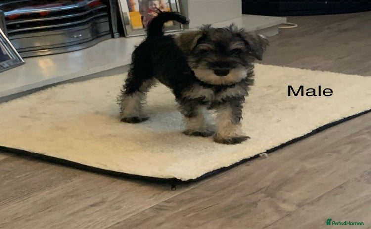 Miniature Schnauzer dogs - Advert 4