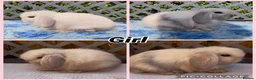 Mini Lop rabbits for sale: BEAUTIFUL PEDIGREE MINI LOP BABIES READY NOW  - Advert 3