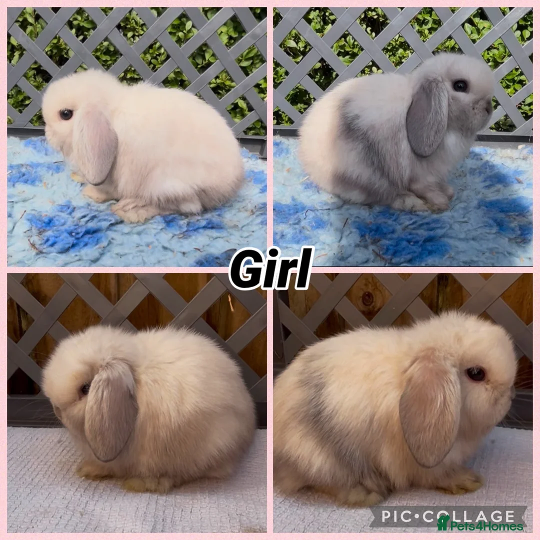 Mini Lop rabbits for sale: BEAUTIFUL PEDIGREE MINI LOP BABIES READY NOW  - Advert 3