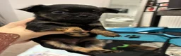 Mixed Breed dogs for sale: griffon cross Chihuahua puppies in Darlington - Advert 4
