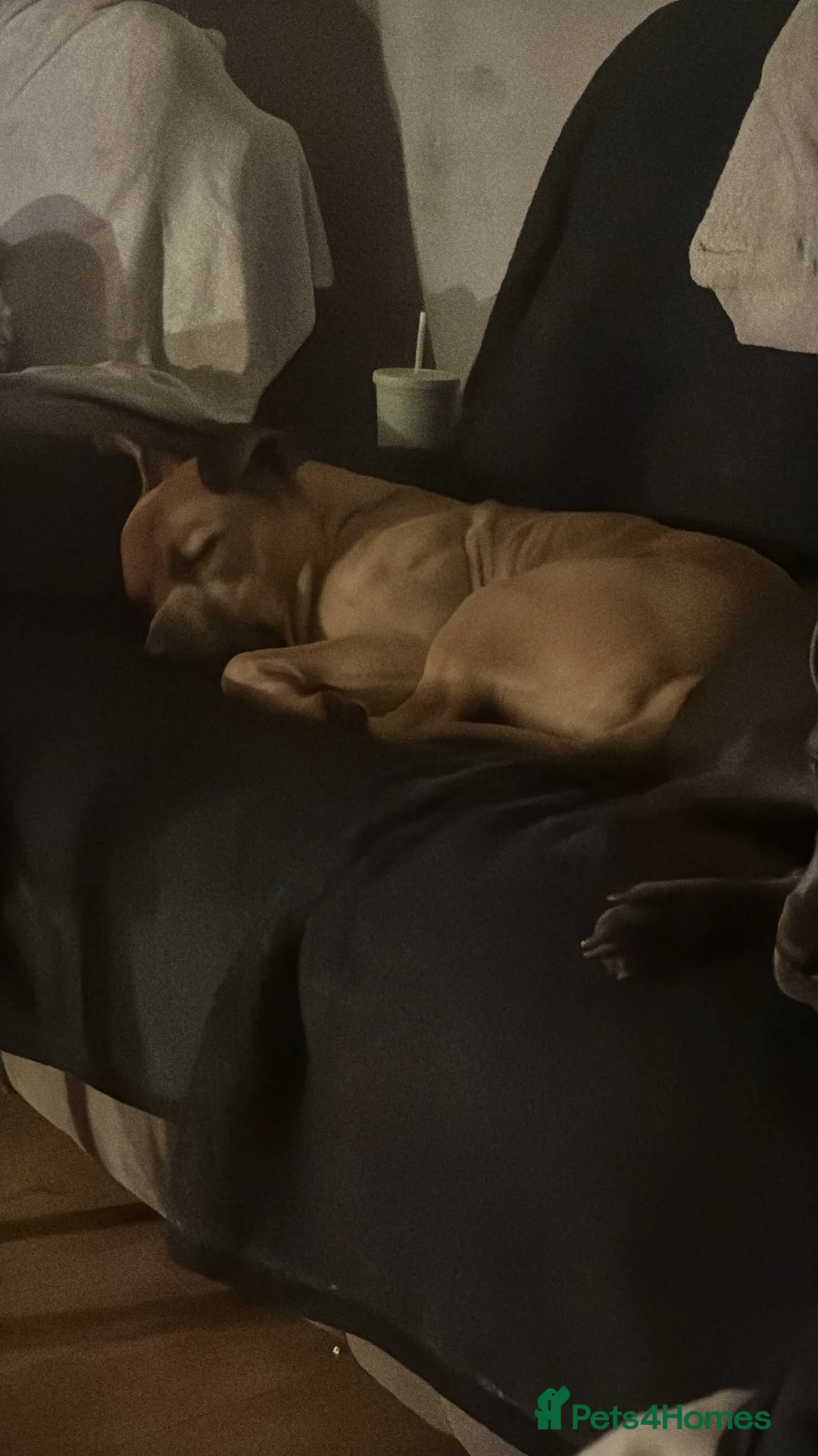 Mixed Breed dogs for sale: Loving Boy For sale - Advert 3