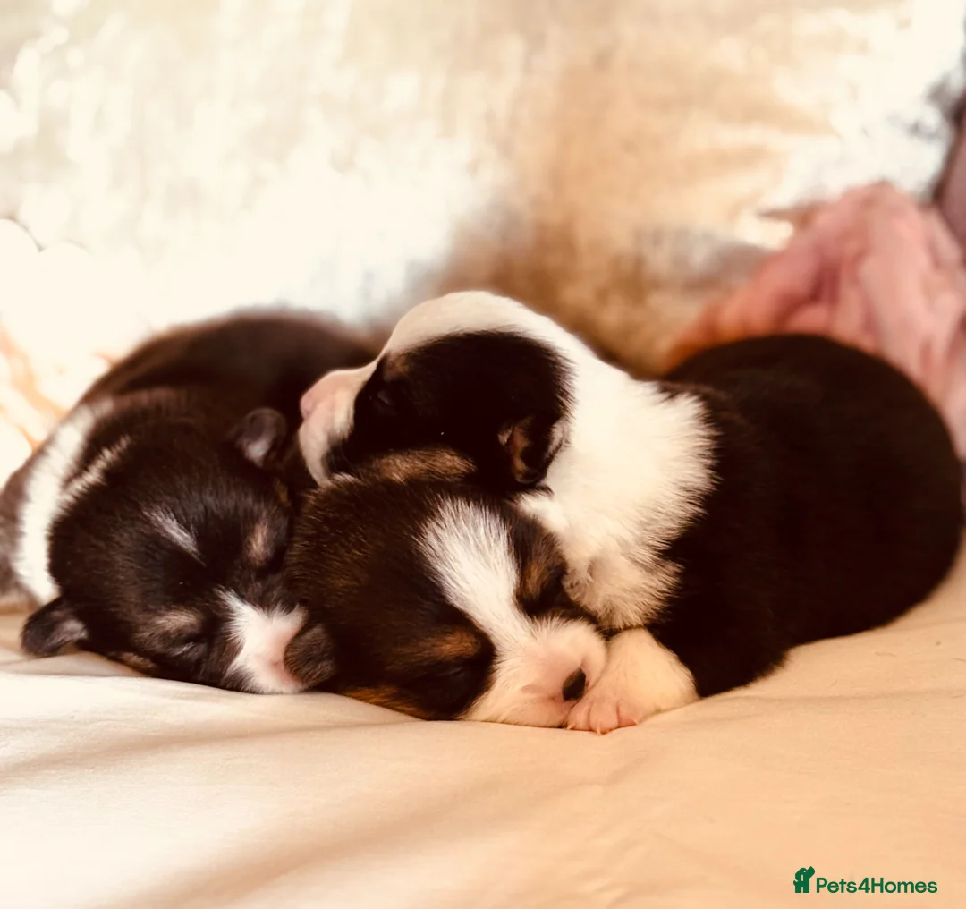 Welsh Corgi Pembroke dogs for sale: Quality KC pedigree puppies, licensed breeder - Advert 1