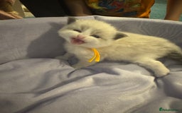 Ragdoll cats for sale: Three beautiful blue ragdoll kittens  - Image 15