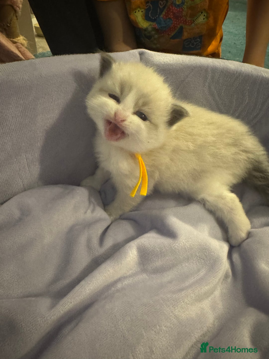 Ragdoll cats for sale: Three beautiful blue ragdoll kittens  - Image 15