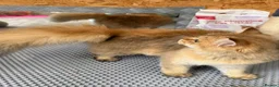 British Longhair cats for sale: ✨TICA REGISTERED GOLDEN LONGHAIR KITTENS✨ - Advert 2