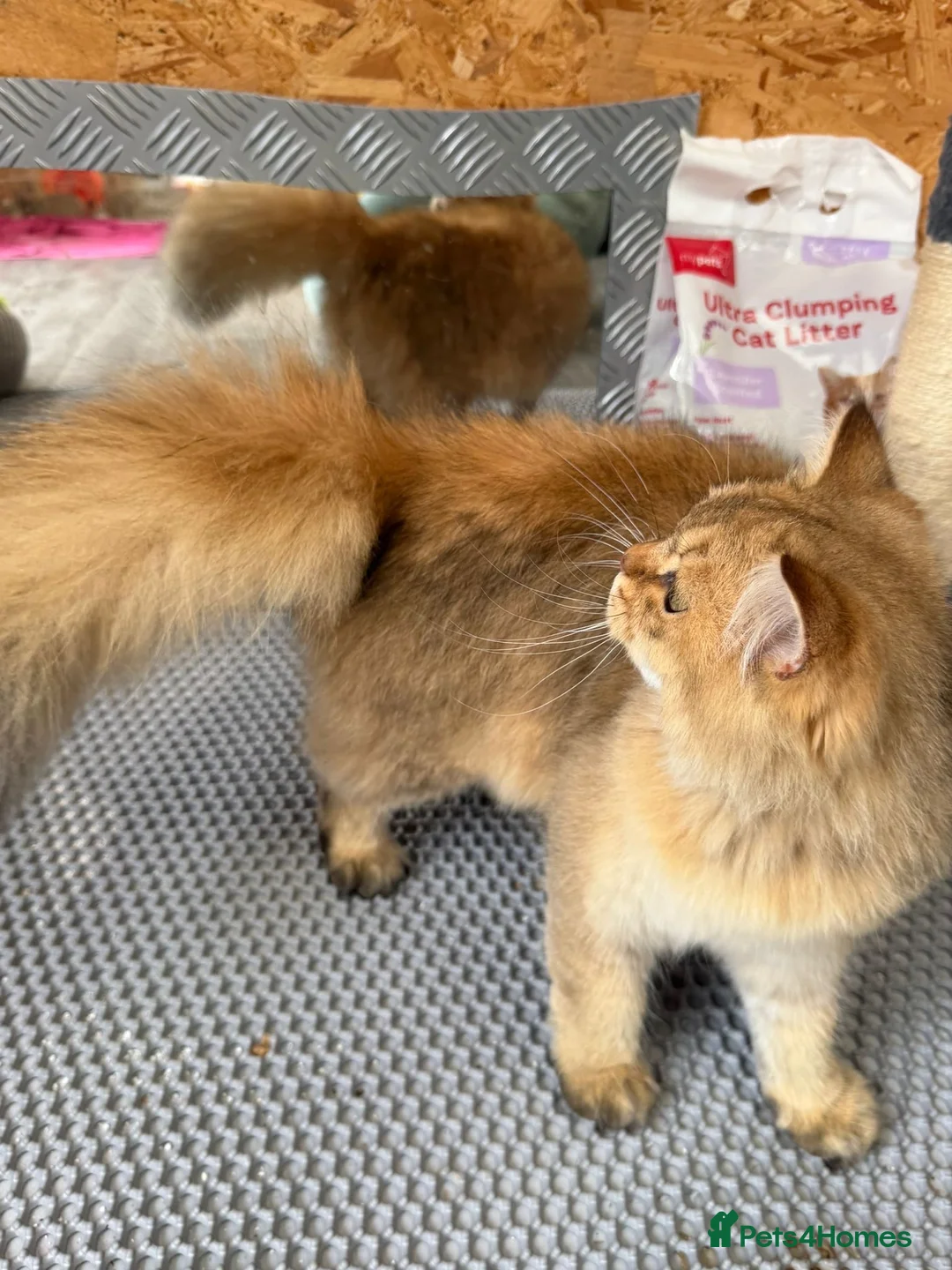 British Longhair cats for sale: ✨TICA REGISTERED GOLDEN LONGHAIR KITTENS✨ - Advert 2