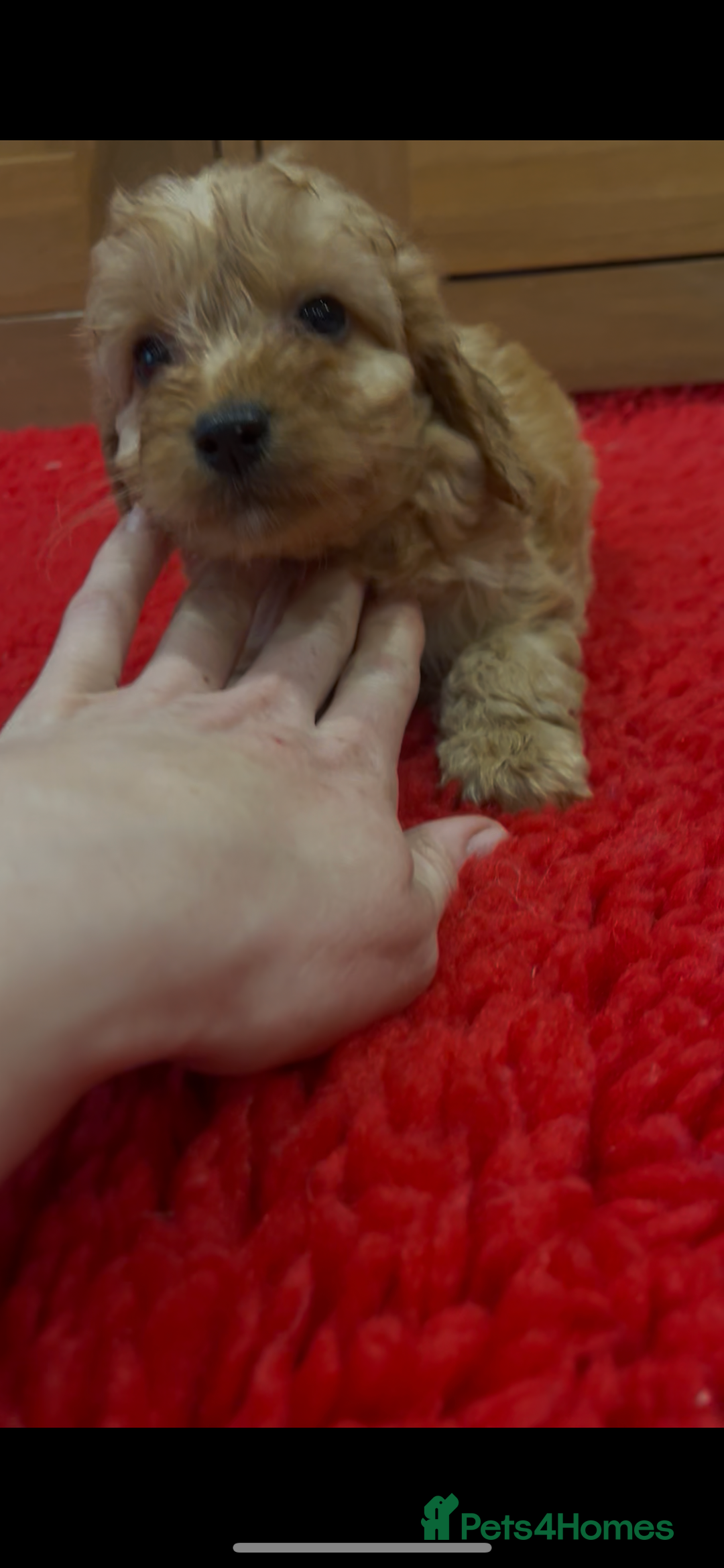 Cockapoo dogs for sale: Beautiful hereditary healthy male pups - Advert 10