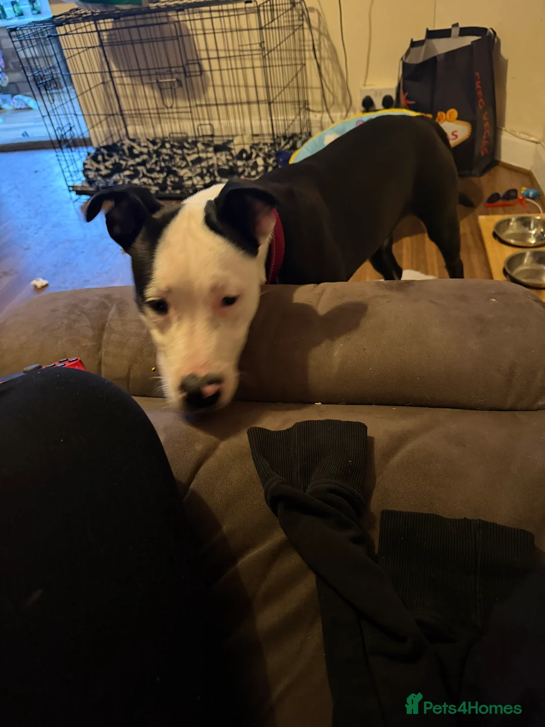 Mixed Breed dogs for sale: Melody  - Advert 1