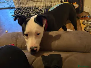 Mixed Breed dogs Melody - Advert 1