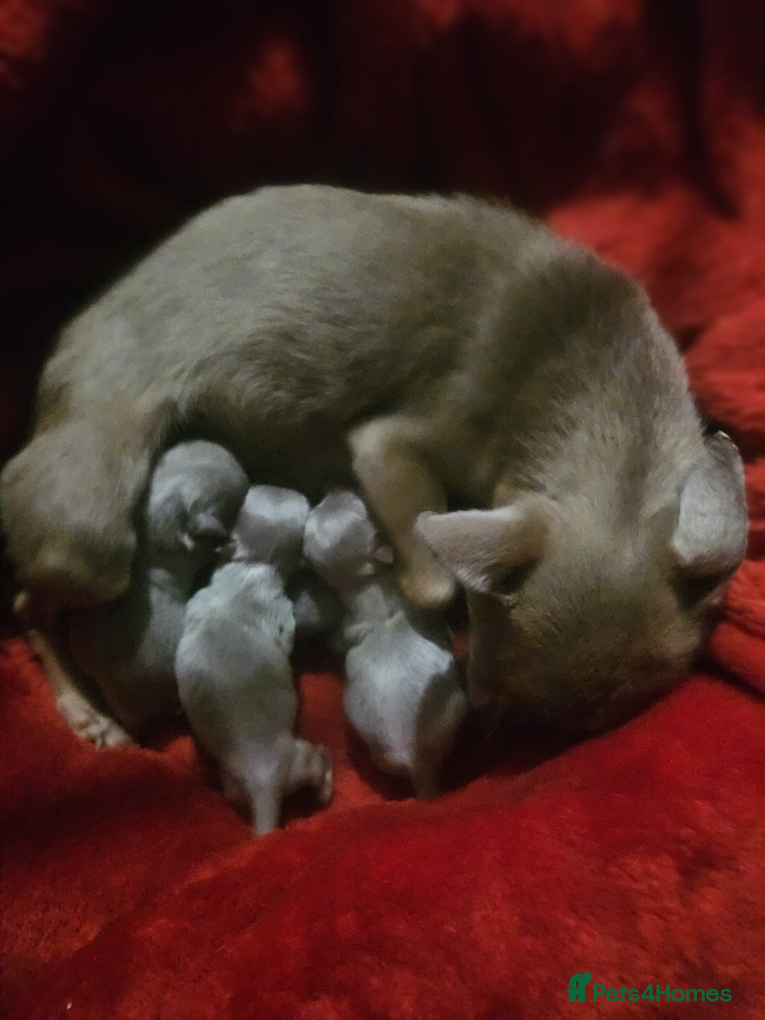 Chihuahua dogs Tiny KC Reg Lilac DNA Clear Chihuahua puppies  - Advert 18