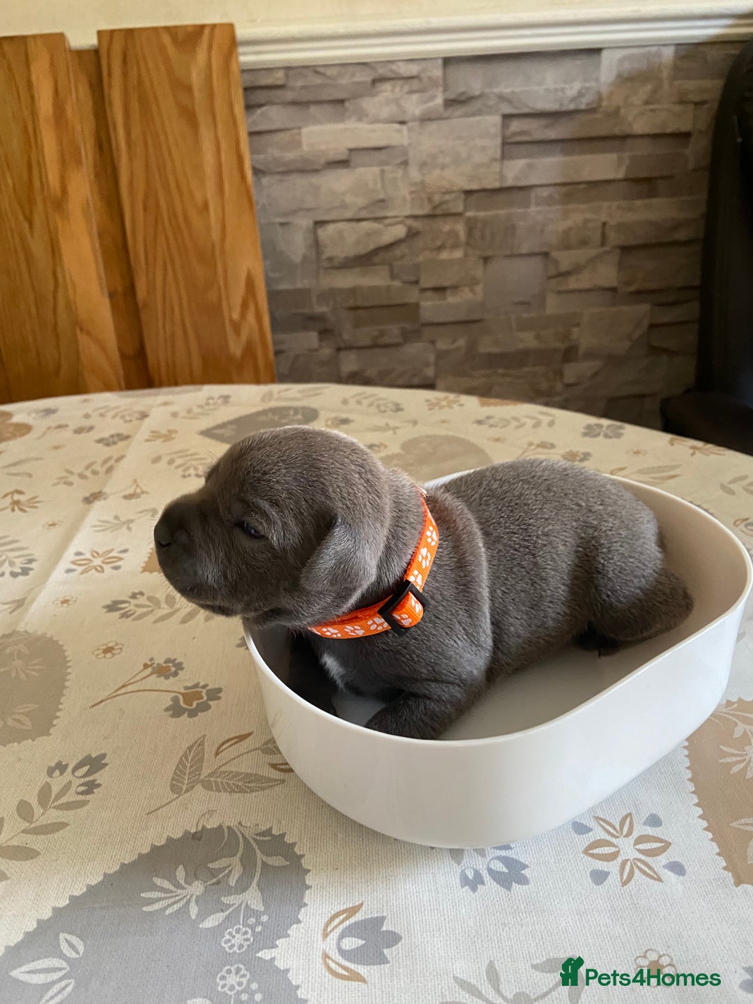 Staffordshire Bull Terrier dogs for sale: solid blues - Image 17