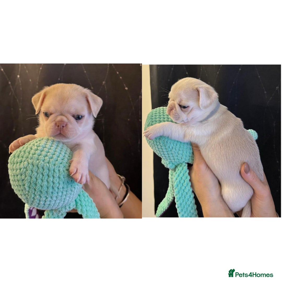 Pug dogs for sale: beautiful rare colour pug puppies - Advert 4