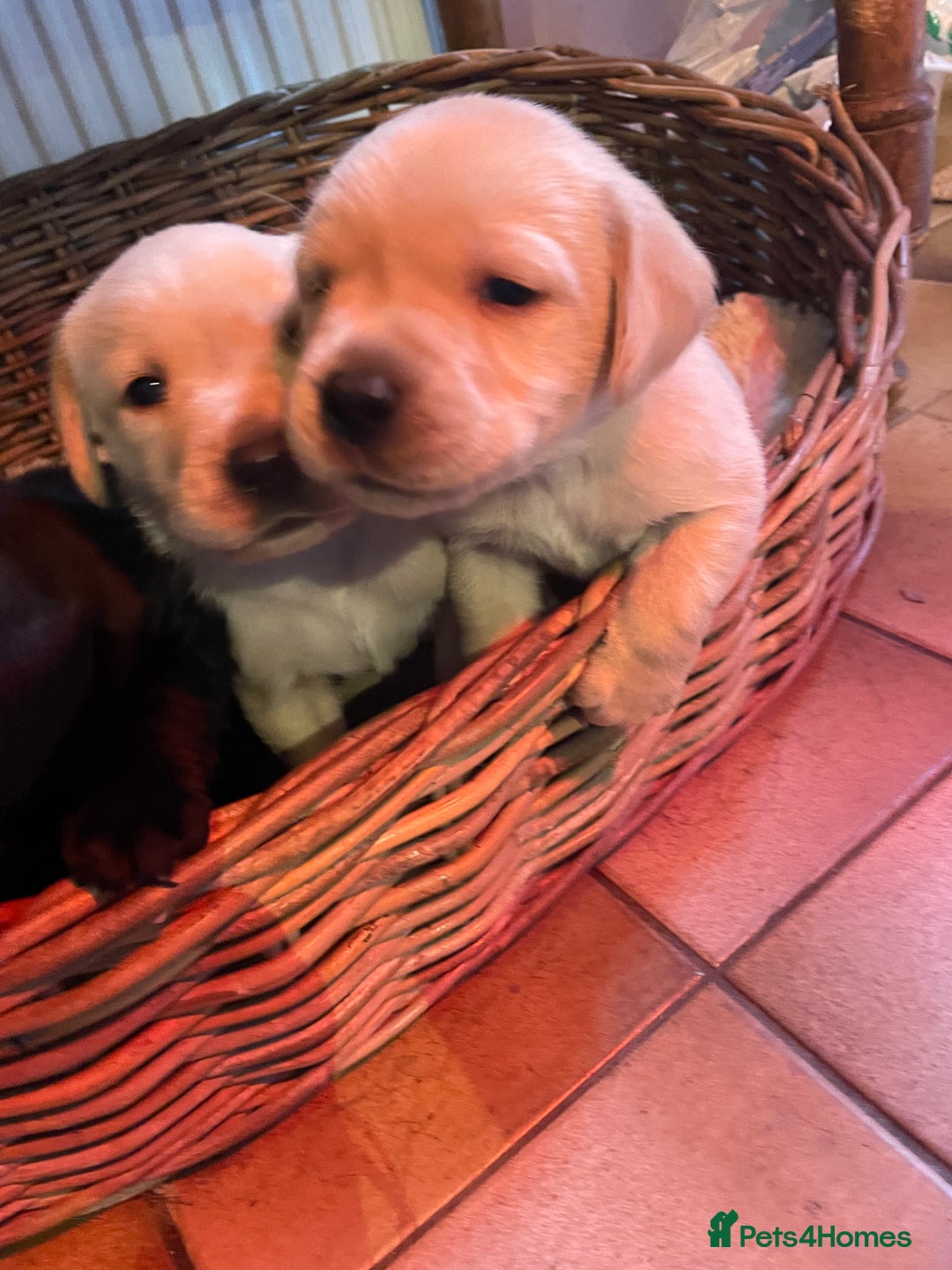 Labrador Retriever dogs for sale: Cotswold Born  Labrador Retriever Puppies. - Advert 7
