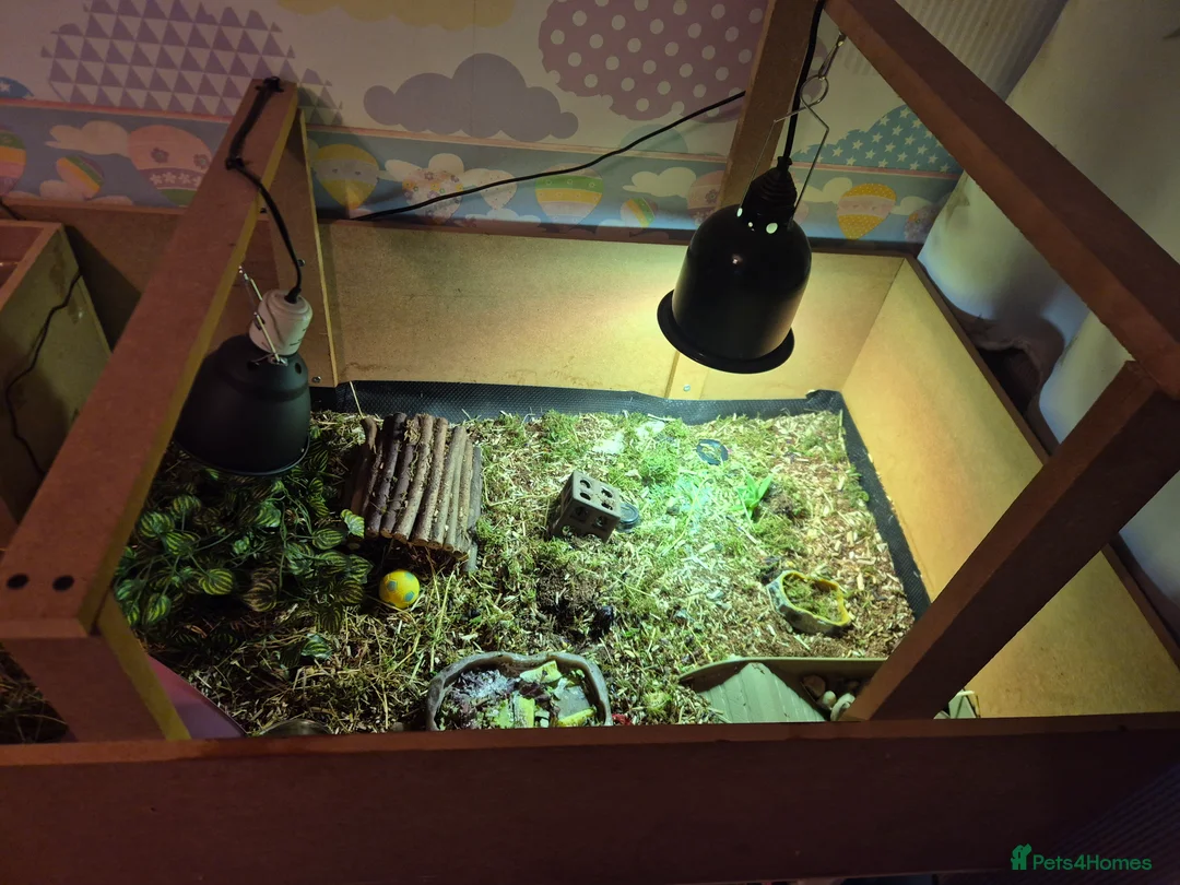 Tortoise reptiles for sale: Horsefield tortoise and enclosure - Advert 6
