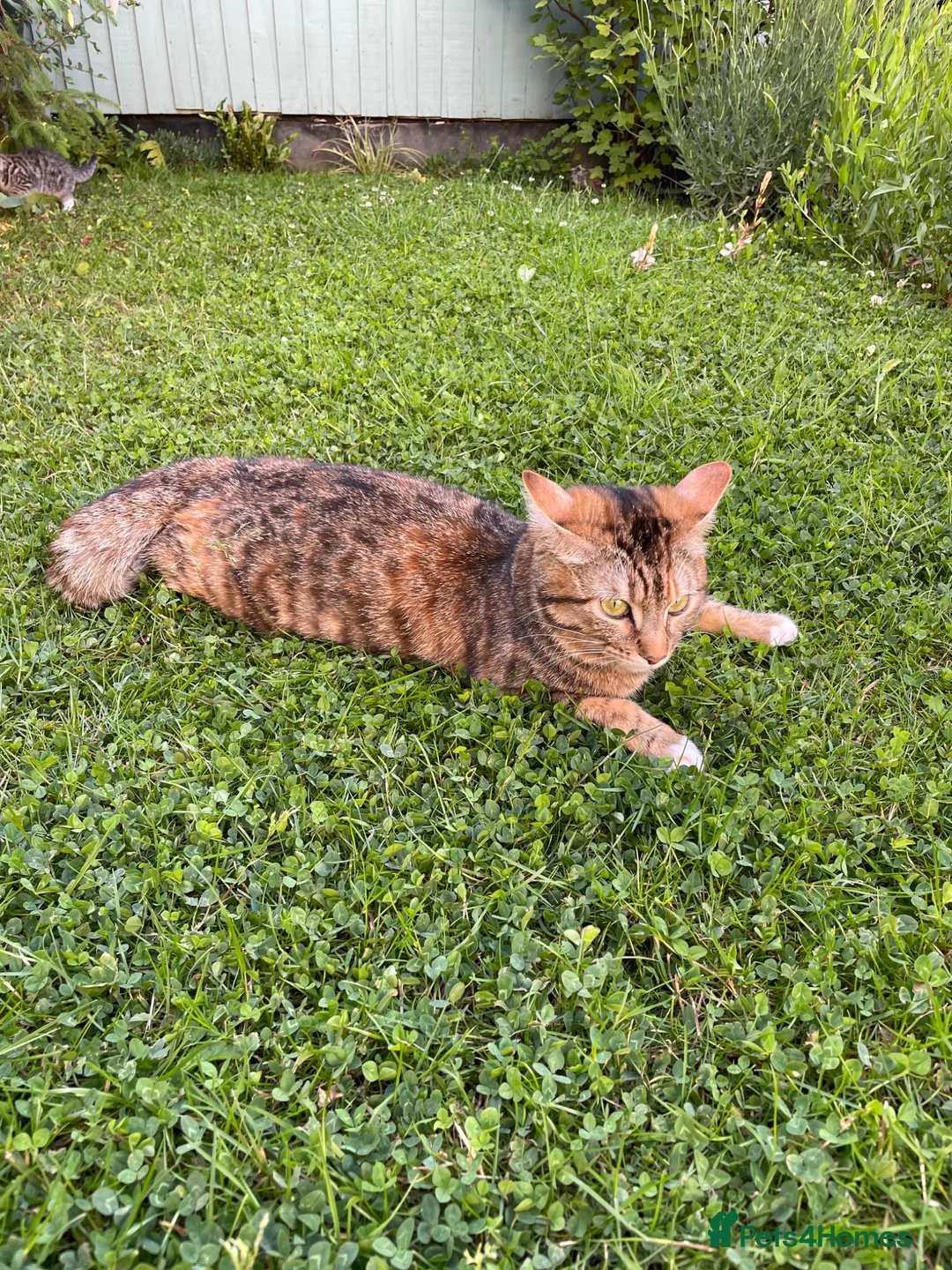 Mixed Breed cats for sale: Pair of tabby kittens for sale - Advert 8