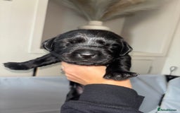 Goldador dogs for sale: Beautiful chunky goldador puppies  - Image 12