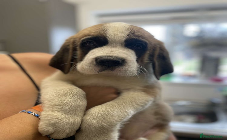 Saint Bernard dogs - Advert 4