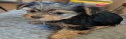 Yorkshire Terrier dogs for sale: Yorkshire Terrier Puppies — 2 Boys & 2 Girls Ready - Advert 8