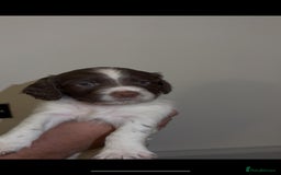 English Springer Spaniel dogs for sale: 🔥Seriously well bred springer spaniel pups - Advert 4
