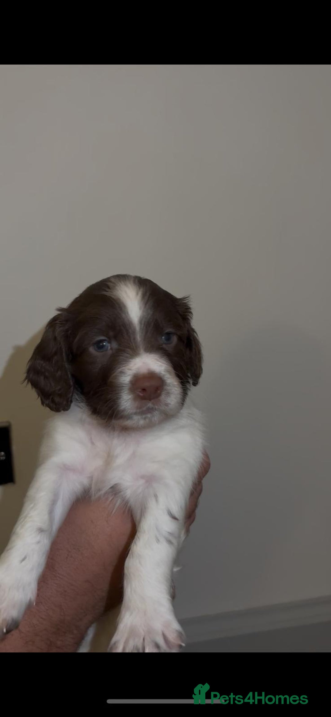English Springer Spaniel dogs for sale: 🔥Seriously well bred springer spaniel pups - Advert 4