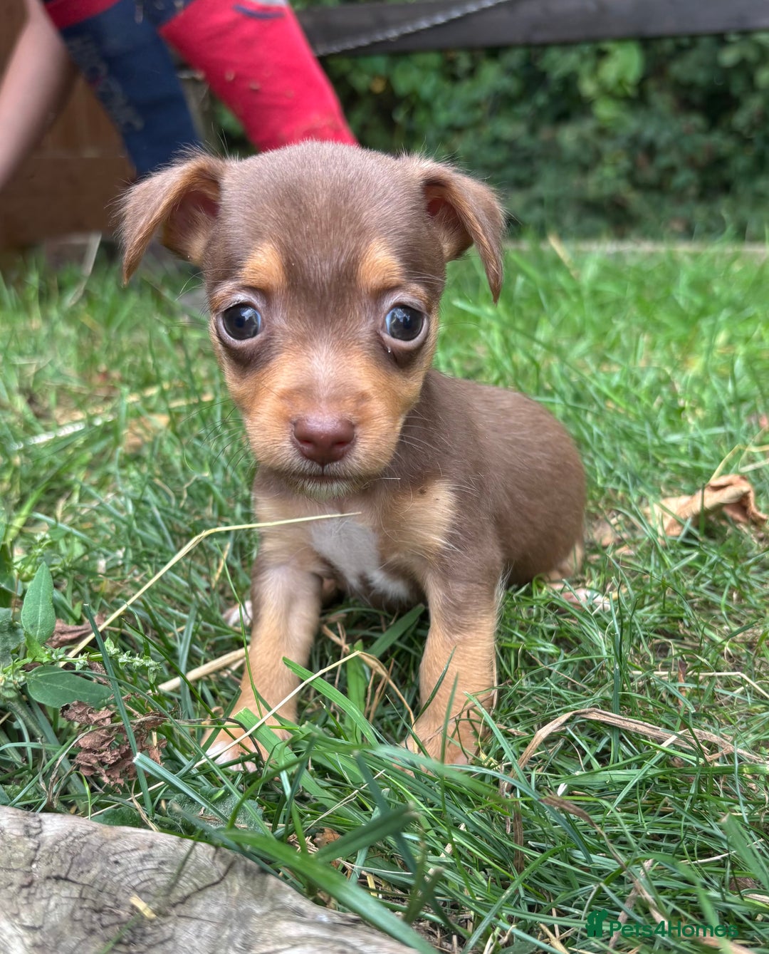 Mixed Breed dogs for sale: Mini Jack Russell X daxijack - Image 6