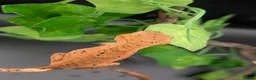 Gecko reptiles for sale: Mixed Morph Crested Gecko - Advert 4