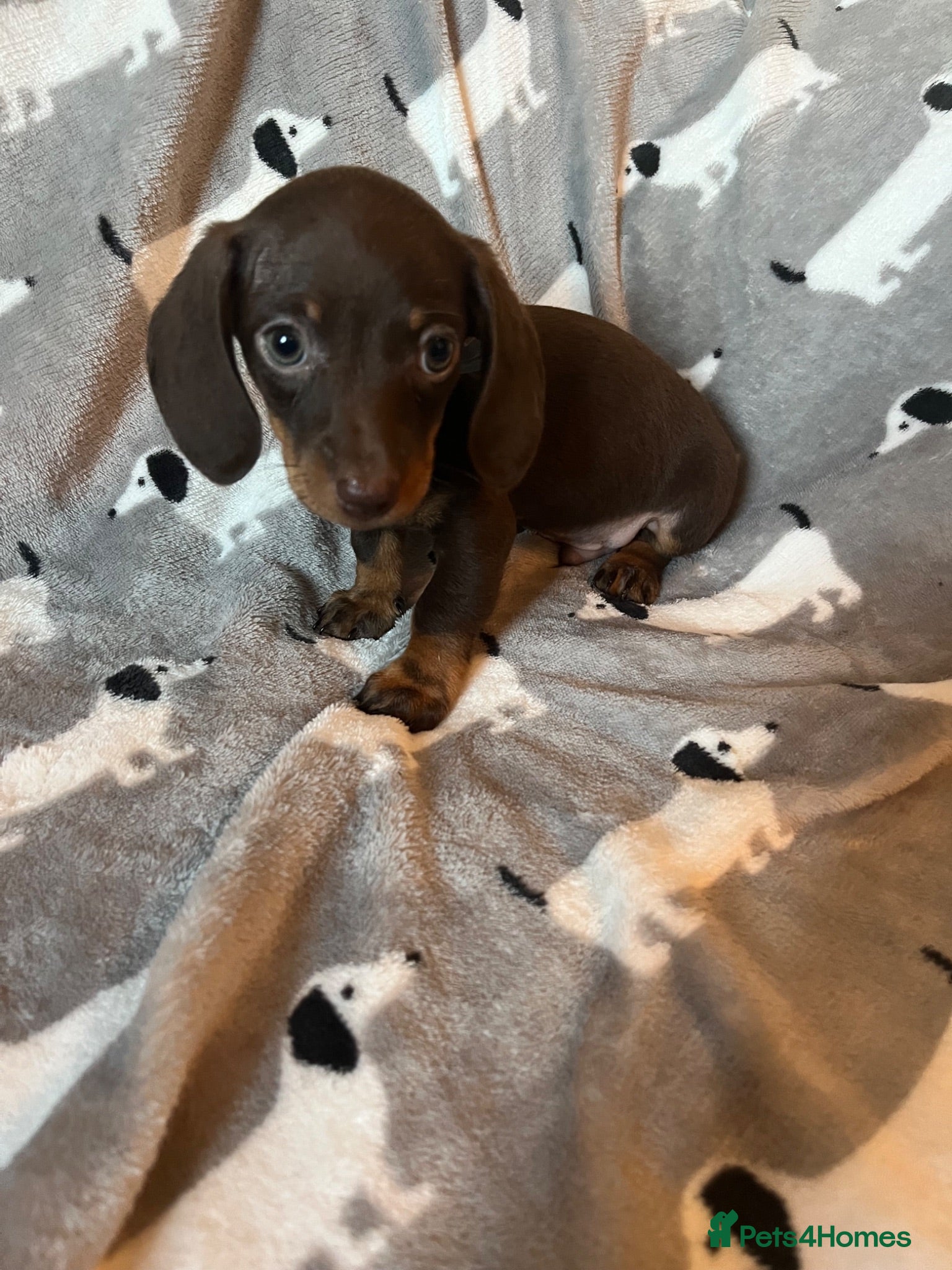 Miniature Dachshund dogs Beautiful KC reg miniature Dachshunds 🐾🐾 - Advert 18