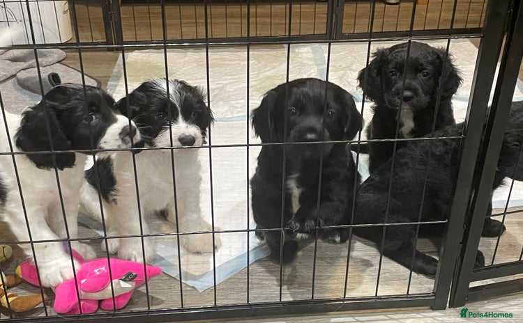 Mixed Breed dogs Cocker Spaniel cross Cavapoo Pups - Advert 15