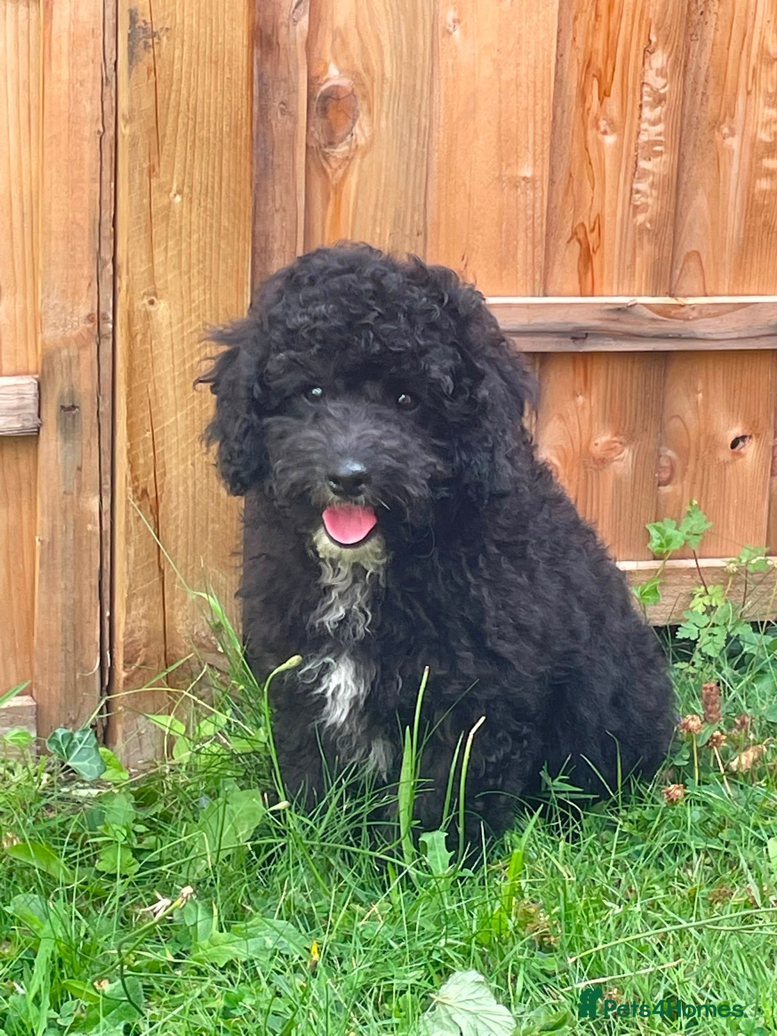 Miniature Poodle dogs Miniature poodle ,genetically health tested clear  - Advert 11