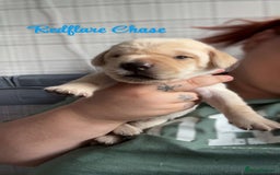 Labrador Retriever dogs for sale: Girl & Boy beautiful lab pups With paperwork  - Image 24