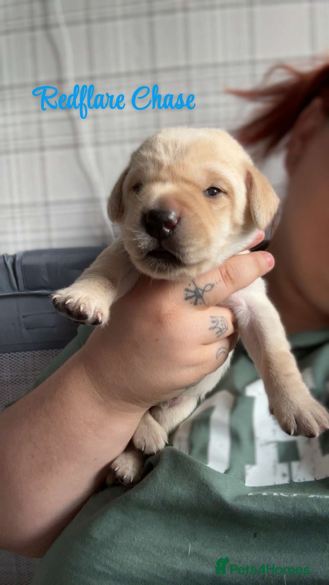 Labrador Retriever dogs for sale: Girl & Boy beautiful lab pups With paperwork  - Image 24