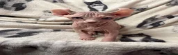 Sphynx cats for sale: Elf sphynx kittens in Runcorn - Advert 6