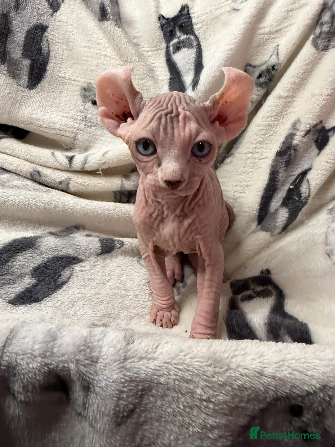 Sphynx cats for sale: Elf sphynx kittens in Runcorn - Advert 6