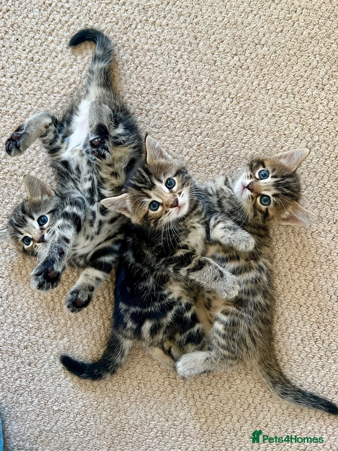 Mixed Breed cats for sale: Mixed Bengal Kittens  - Advert 2