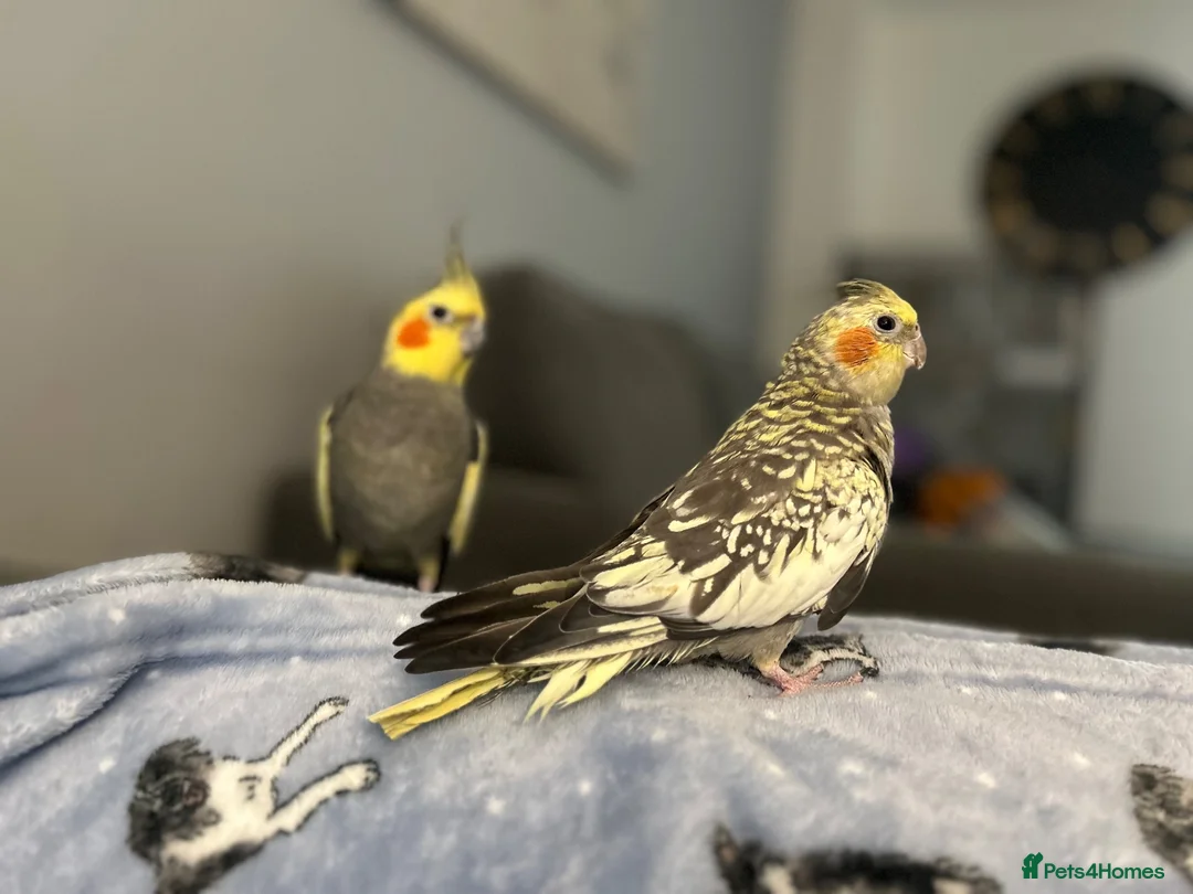 Cockatiels birds for sale: Bonded cockatiels for sale  - Advert 1