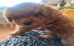 Toy Poodle dogs for sale: Toy poodles - Image 4