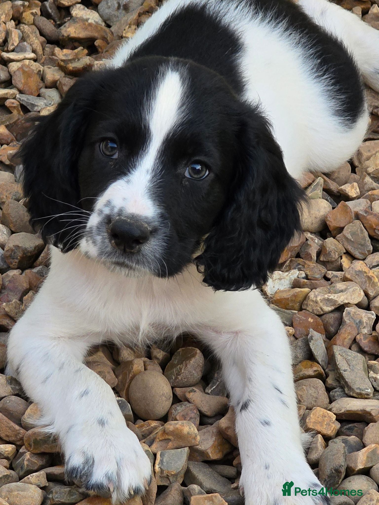 English Springer Spaniel dogs springer spaniel litter. 1 AVAILABLE  - Advert 9