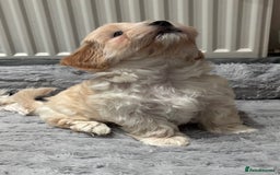 Havanese dogs for sale: 3 Beautiful Havanese Pedigree Puppies - Image 27