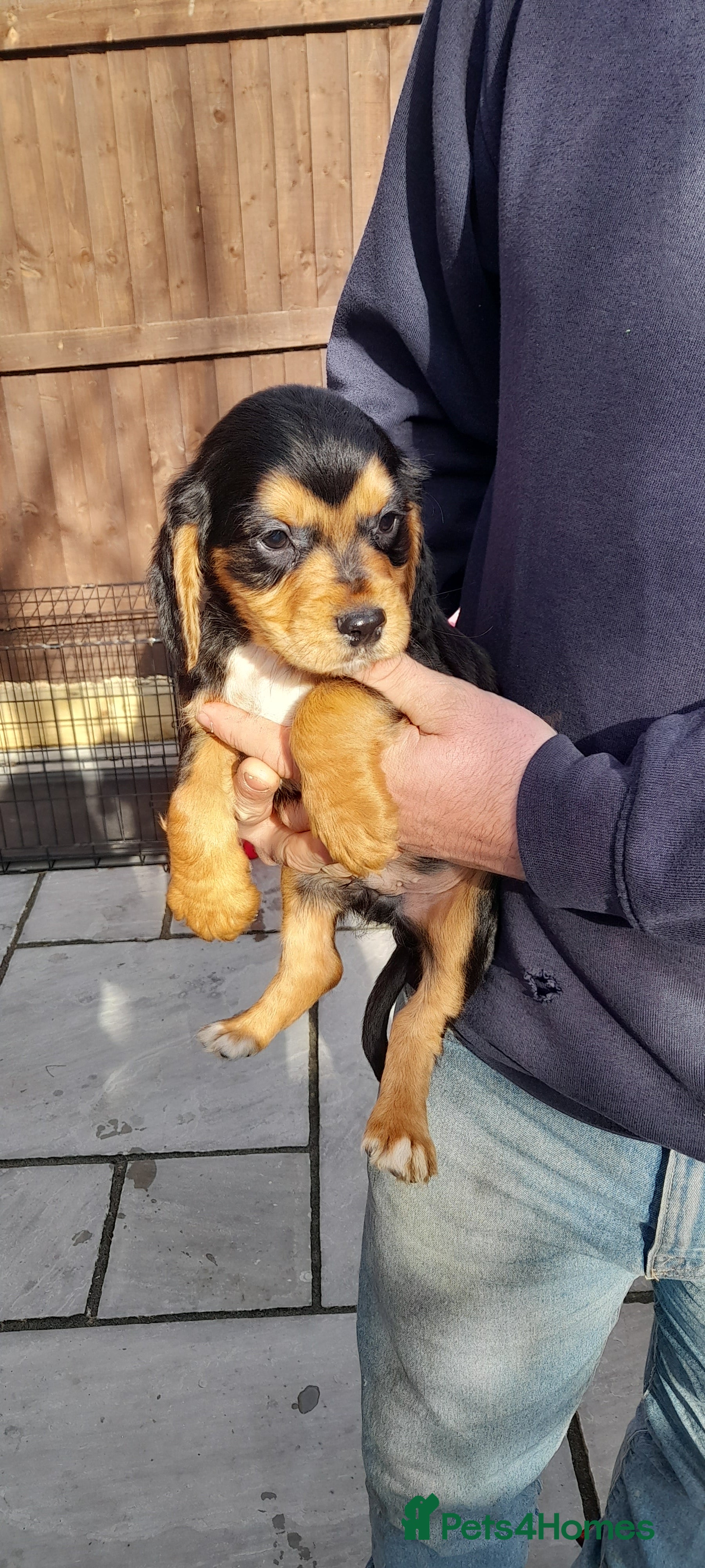 Cocker Spaniel dogs Cocker spaniel  - Advert 6